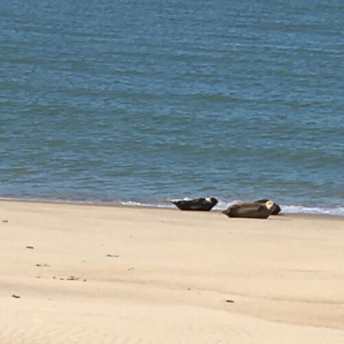 zeehondjes gezien op het strand - Gerda