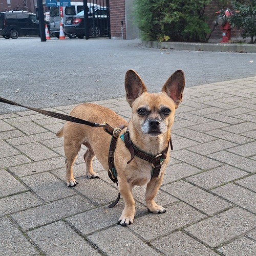 Ik ben dankbaar dat mijn hondje Roxy goed aan het herstellen is van een hernia - Elien