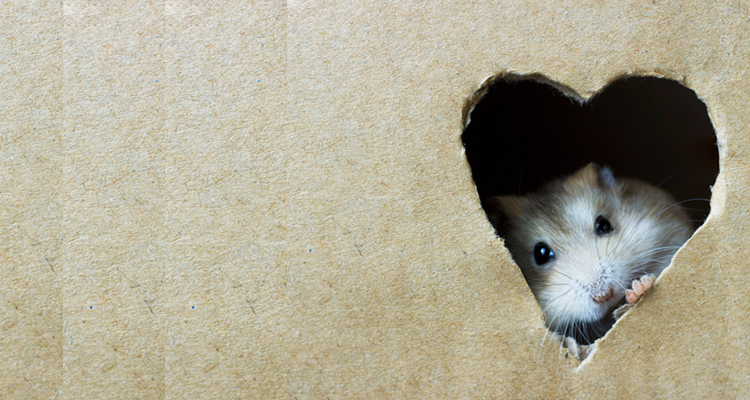 Liever kleine daden dan grote voornemens